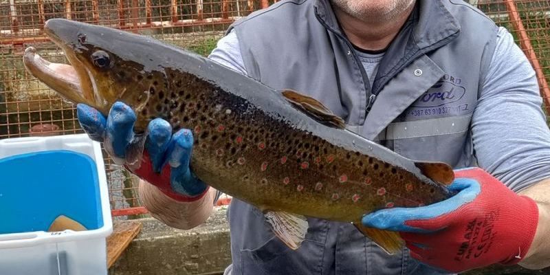 Poribljavanje mladicom i potočarom