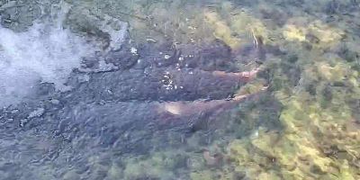 |VIDEO| Či&scaron;ćenje velikog bazena