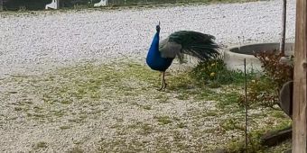 Česti gosti u Ribarskom domu