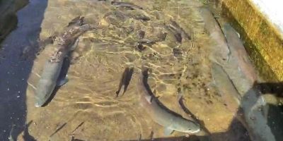 |VIDEO| Či&scaron;ćenje bazena sa mladicama